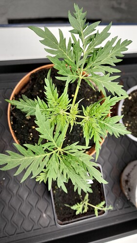 Growreport Bild 6