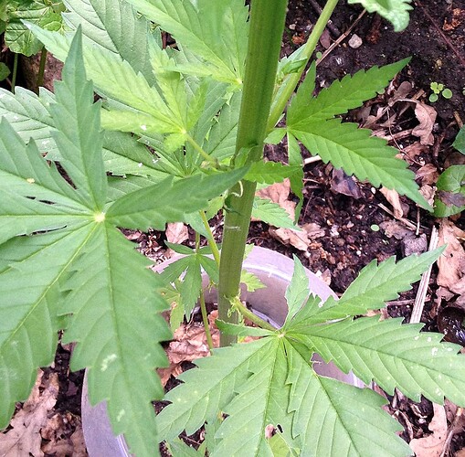 Grow25_0625_HK2schaden_1