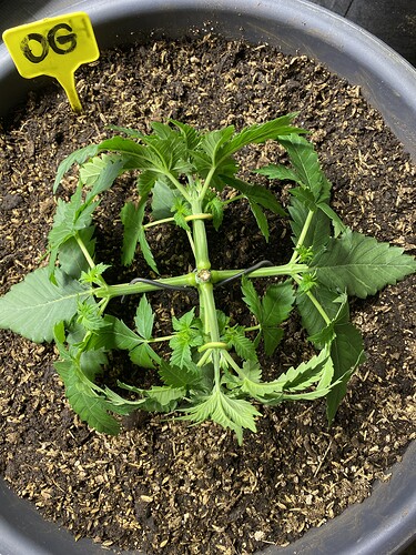 Growreport Bild 11