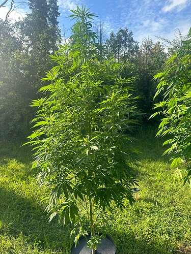 Growreport Bild 30