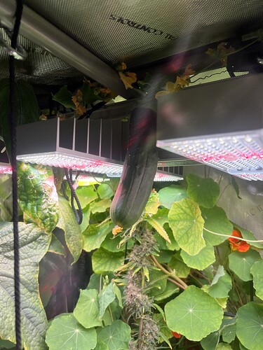 Growreport Bild 41