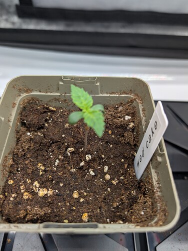 Growreport Bild 4