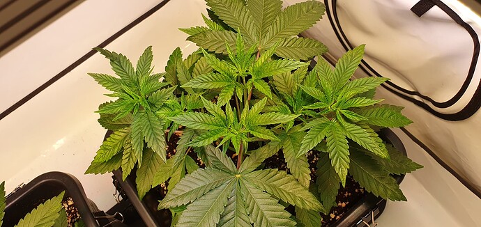 Growreport Bild 4