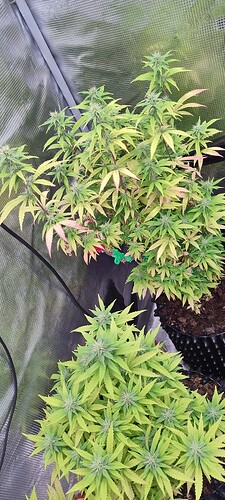 IMG_20251130_202902981_HDR