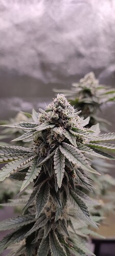 Growreport Bild 8