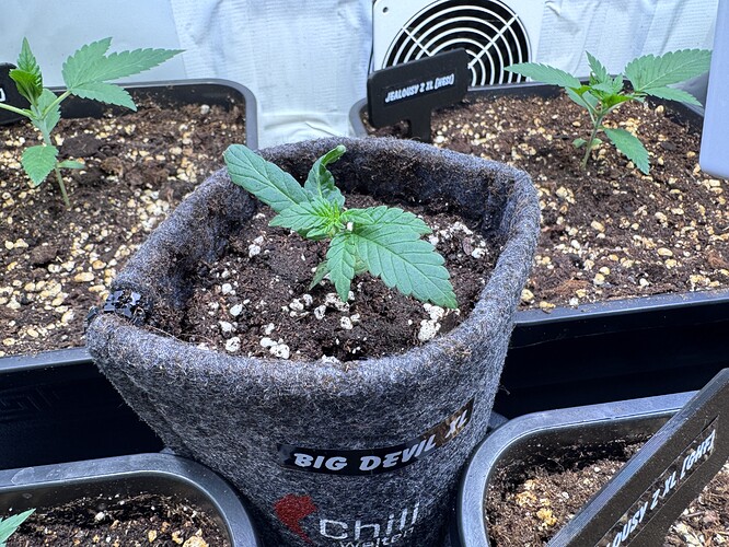 Growreport Bild 3