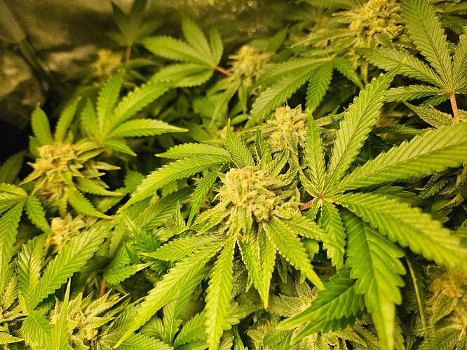 Growreport Bild 8