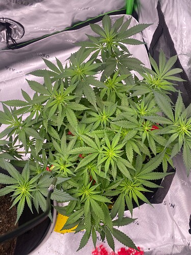 Growreport Bild 2