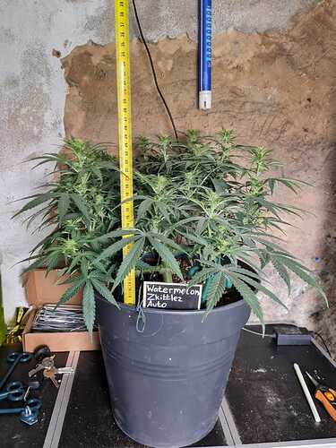 Growreport Bild 13