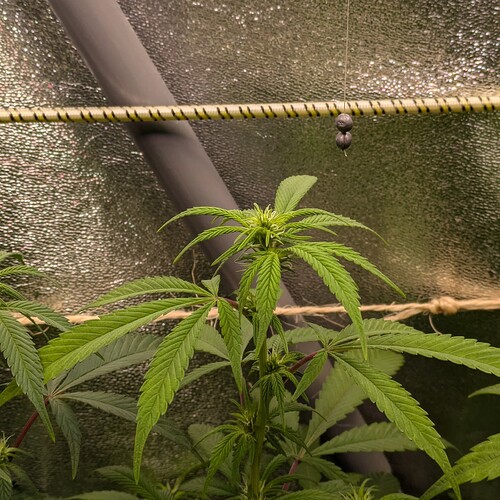 Growreport Bild 6