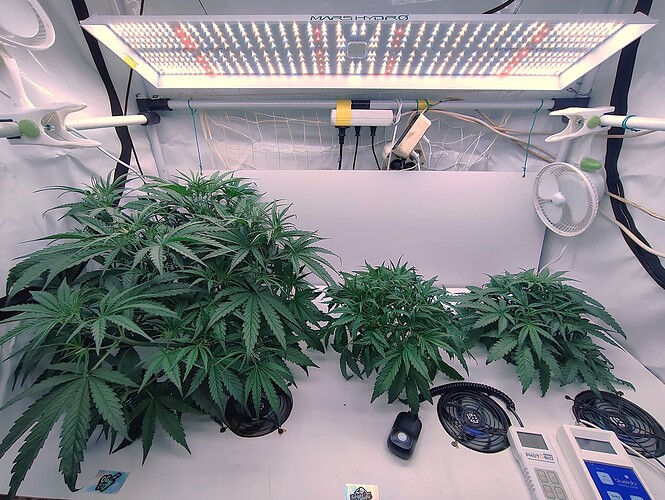 Growreport Bild 4