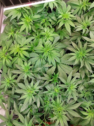 Growreport Bild 8