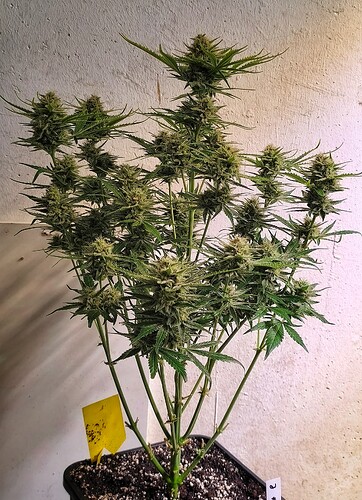 Growreport Bild 7