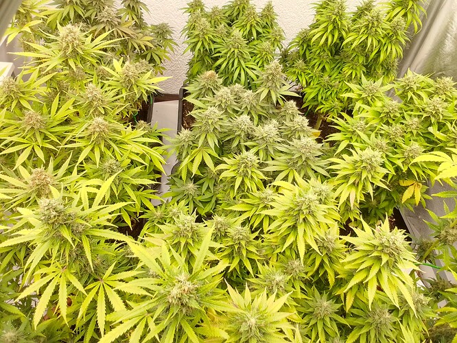Growreport Bild 3