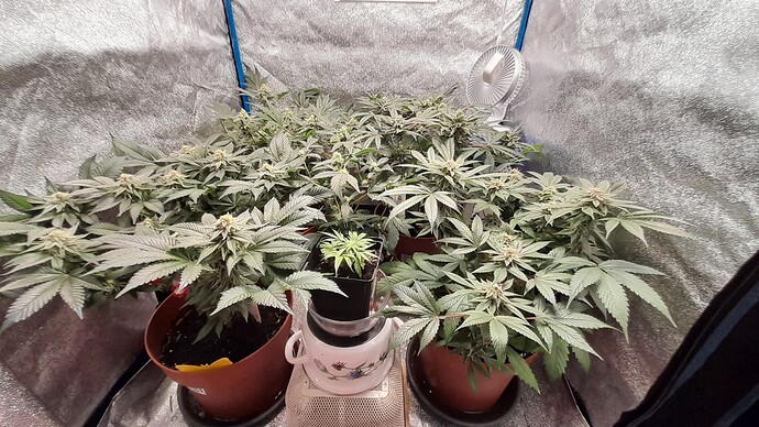 Growreport Bild 1