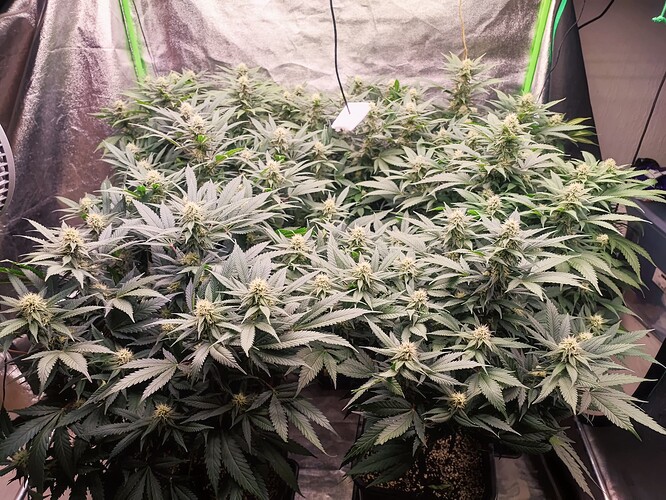 Growreport Bild 2