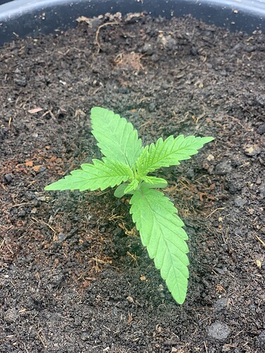 Growreport Bild 6