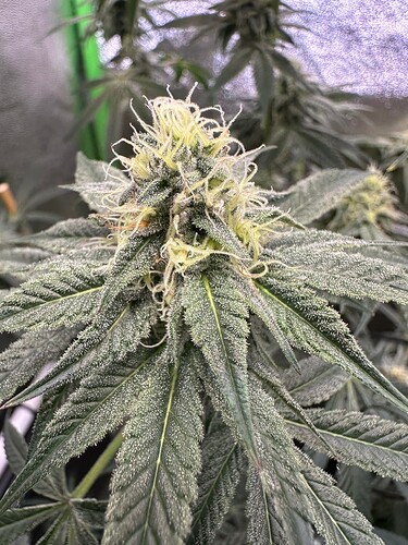 Growreport Bild 9