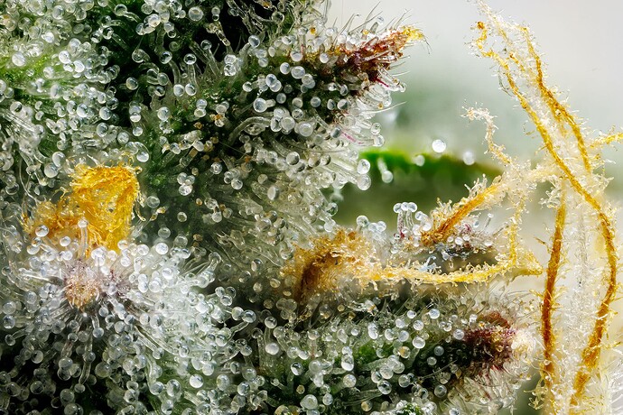 Growreport Bild 3