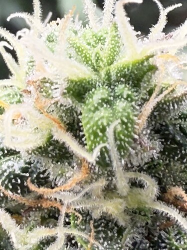 Growreport Bild 2
