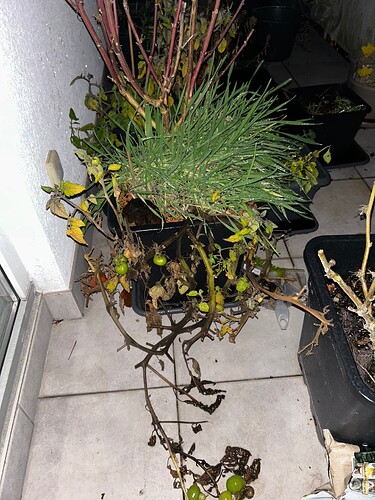 Growreport Bild 7