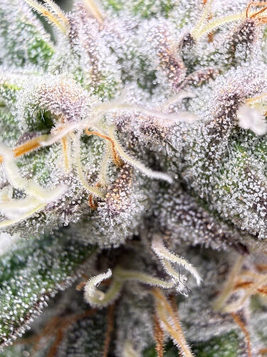 Growreport Bild 16