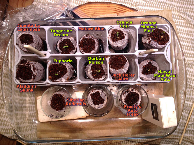 Grow26_0507_2txt