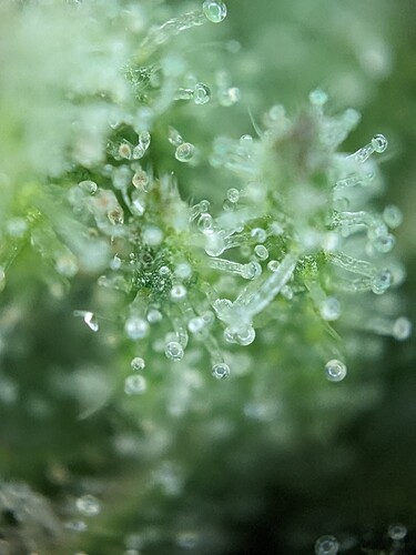 Trichome Ende Woche 8