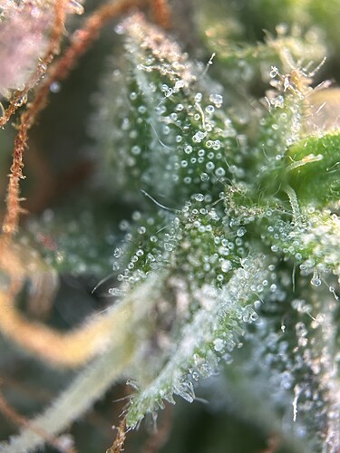 Growreport Bild 8