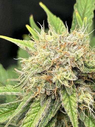 Growreport Bild 6