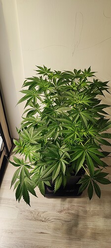 Growreport Bild 8