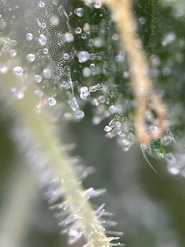 Growreport Bild 8