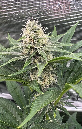 Growreport Bild 42