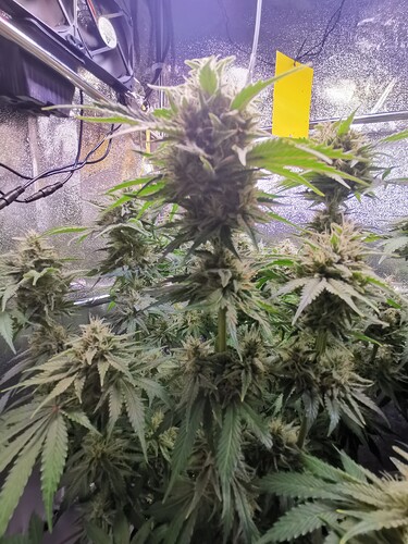 Growreport Bild 5