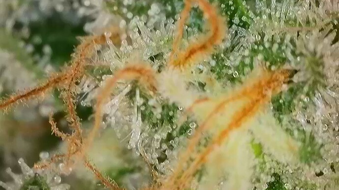 Growreport Bild 33