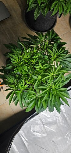 Growreport Bild 4