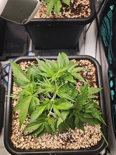 Growreport Bild 22