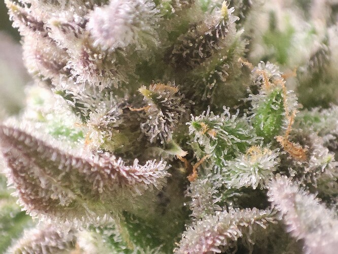 Growreport Bild 9