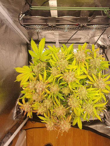 77 Tage_2025-07-12-200218_004