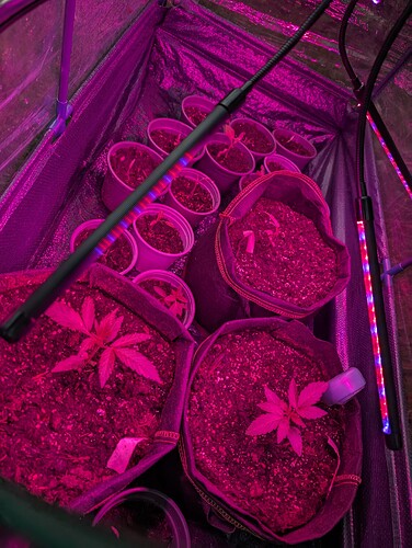 PXL_20250425_185247172.MP