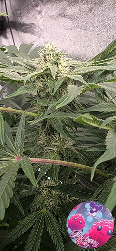 Growreport Bild 42