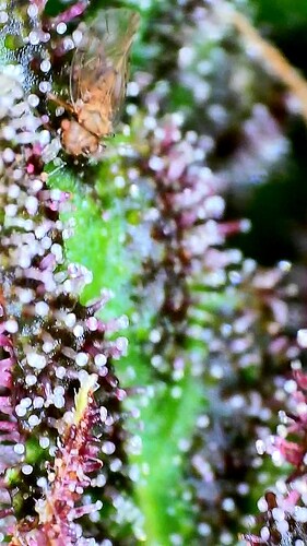 vlcsnap-2025-07-30-12h12m09s650