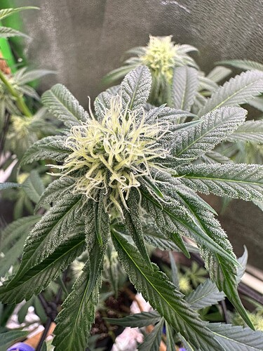 Growreport Bild 26