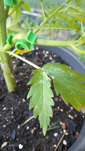 Growreport Bild 32