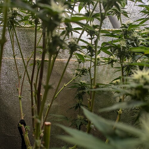 Growreport Bild 9