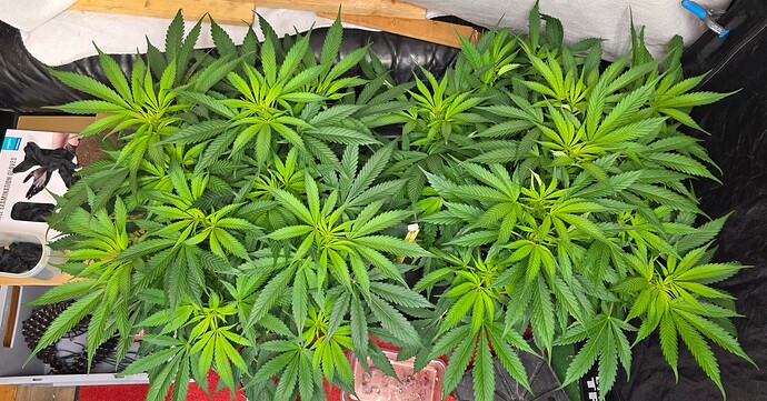 Growreport Bild 14