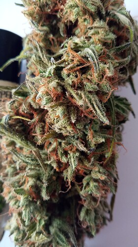 Growreport Bild 3