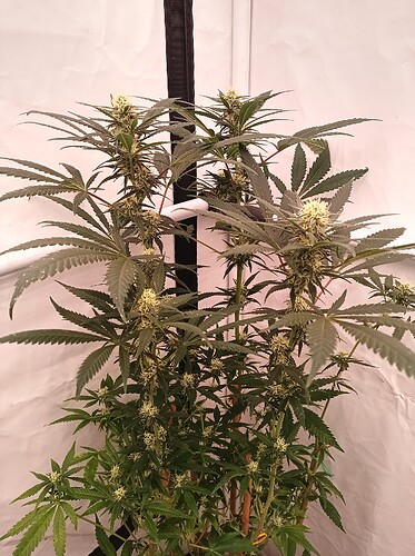 Growreport Bild 41