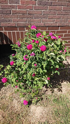 Growreport Bild 37