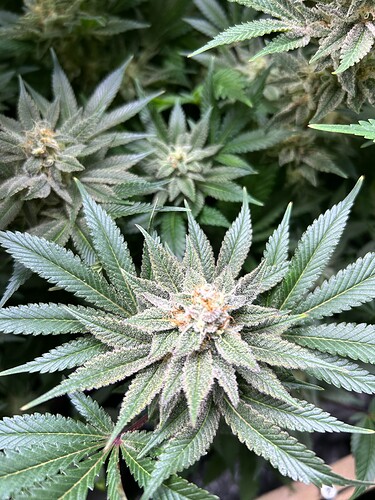 Nahaufnahme einer blühenden Cannabispflanze mit dichtem Harzbesatz und orangefarbenen Stempeln.